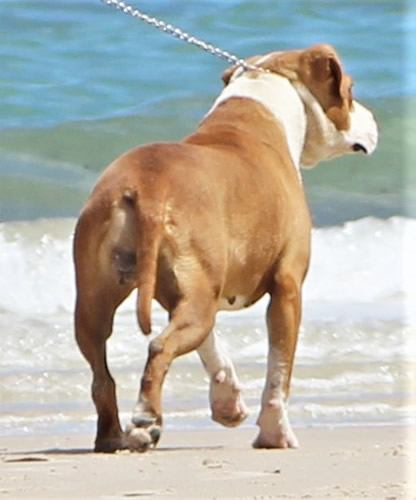 DDDawgs Queen of Hearts